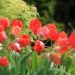 tulipán