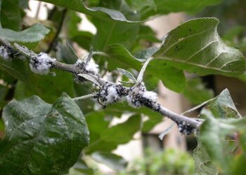 vlnatka krvavá na jabloni