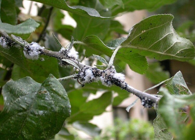 vlnatka krvavá na jabloni