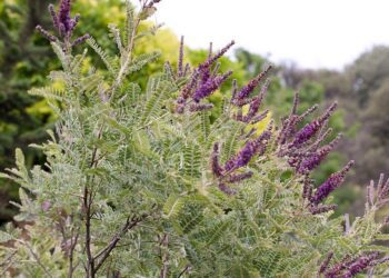 Amorpha nana