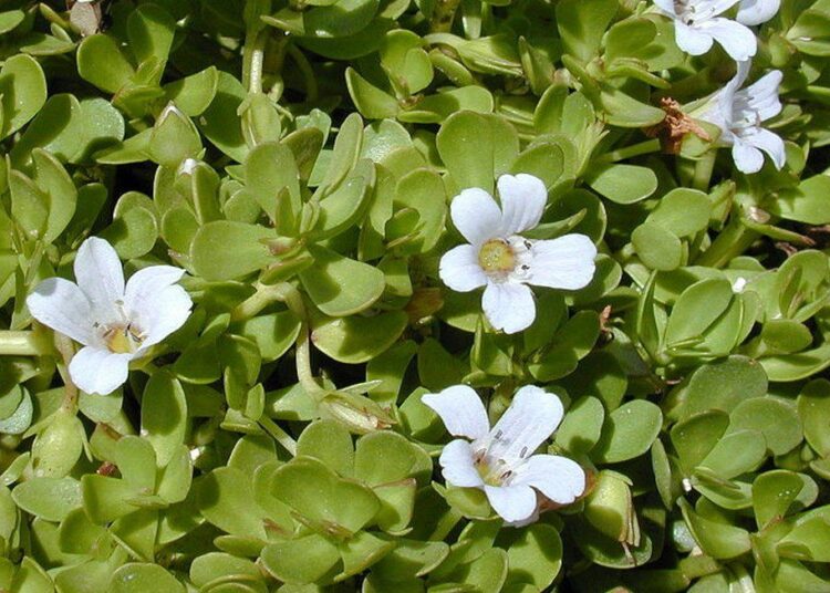 Bacopa