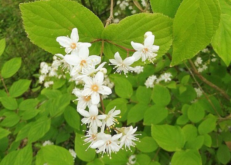 Deutzia scabra