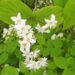 Deutzia scabra