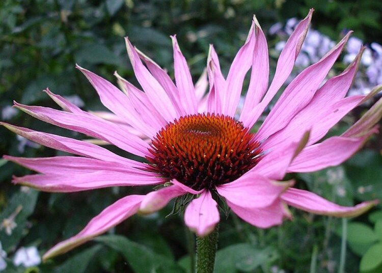 Echinacea