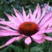 Echinacea