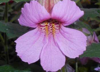 Rehmannia elata