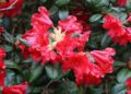 Rhododendron Scarlet Wonder