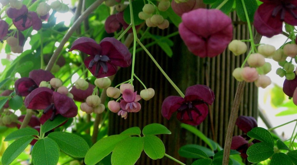 akebie kvet - Akébie je rychle rostoucí popínavka s vůní čokolády a vanilky