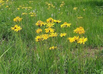 arnica montana