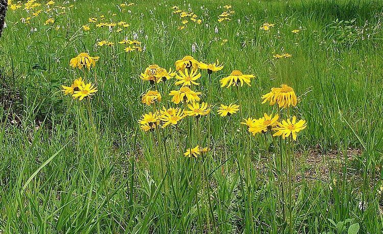 arnica montana