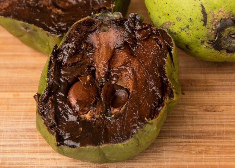 cerna sapota