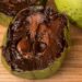 cerna sapota