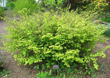 chudokvety liskovnicek