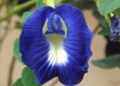 clitoria