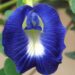 clitoria