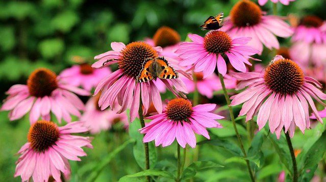echinacea purperea