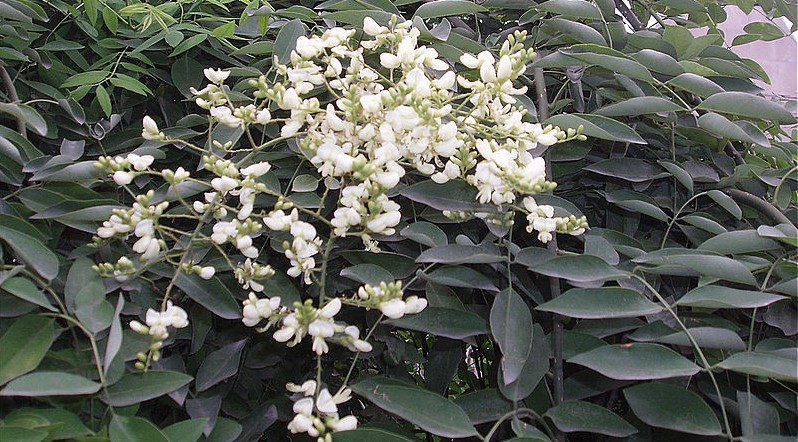 kvet jerlin japonsky