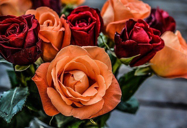 kvet ruze - Základy letní péče o růže. Jaké kroky jsou teď na řadě