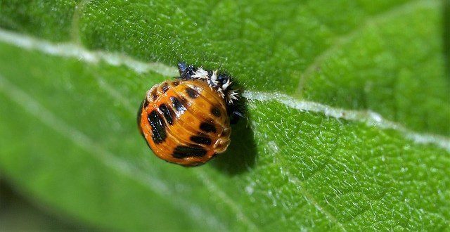 larva slunecka - Larvy a kukly slunéček: Jak je rozeznat od škodlivého hmyzu