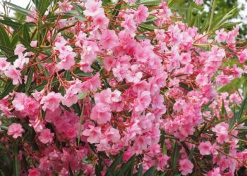 oleander