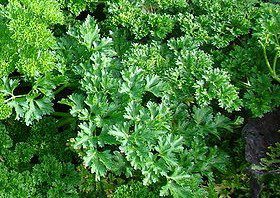 petrzel rostlina 1 - Celeropetržel Serina: Pěstovat ji lze celoročně a vyniká význačnými účinky