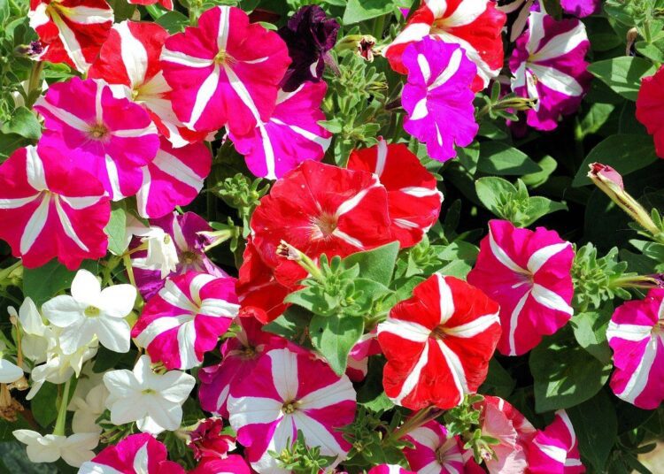 petunie