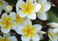 plumeria