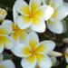 plumeria