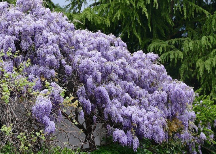 wisteria