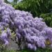 wisteria