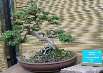 Bonsai