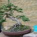 Bonsai
