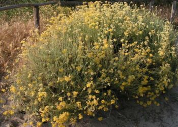 Helichrysum italicum
