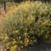 Helichrysum italicum
