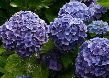 Hortensia
