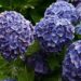 Hortensia