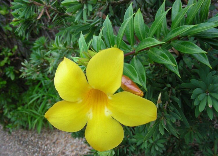 alamanda