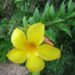 alamanda