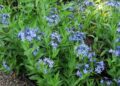 amsonia kvet
