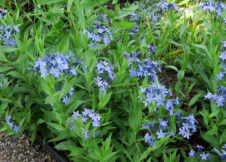 amsonia kvet