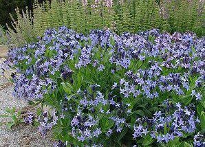 amsonia