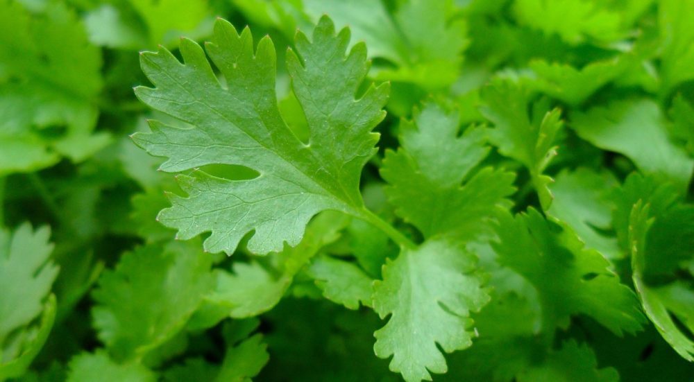 celeropetrzel rostlina