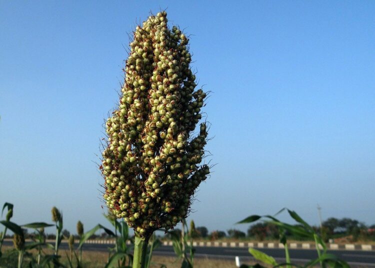 cirok rostlina