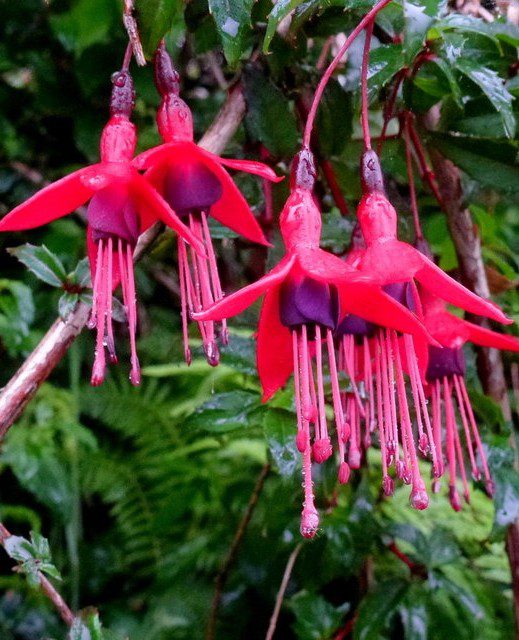 fucjsie magellanska kvet - Fuchsie magellanská: Odolný druh, který může přezimovat venku