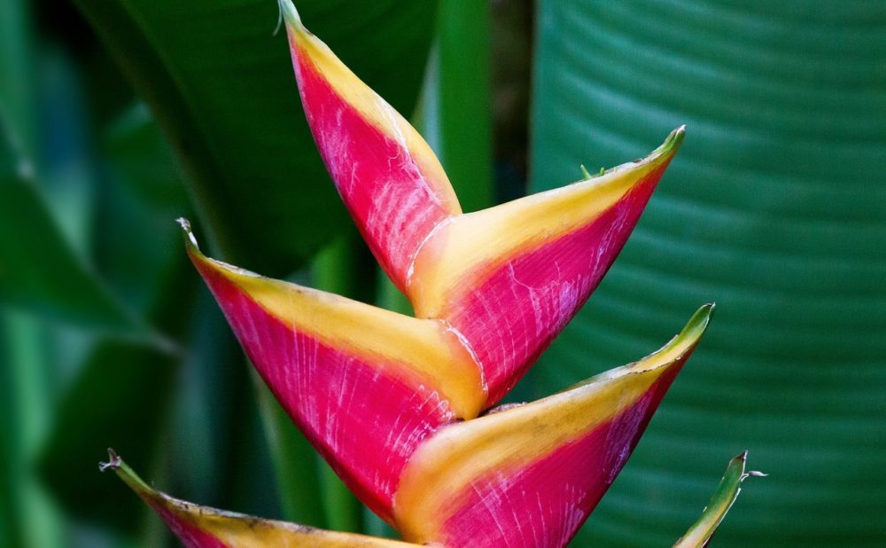 heliconie - Helikónie: Tropická rostlina pro milovníky exotických rostlin