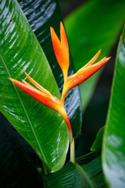 helikonie kvet - Helikónie: Tropická rostlina pro milovníky exotických rostlin