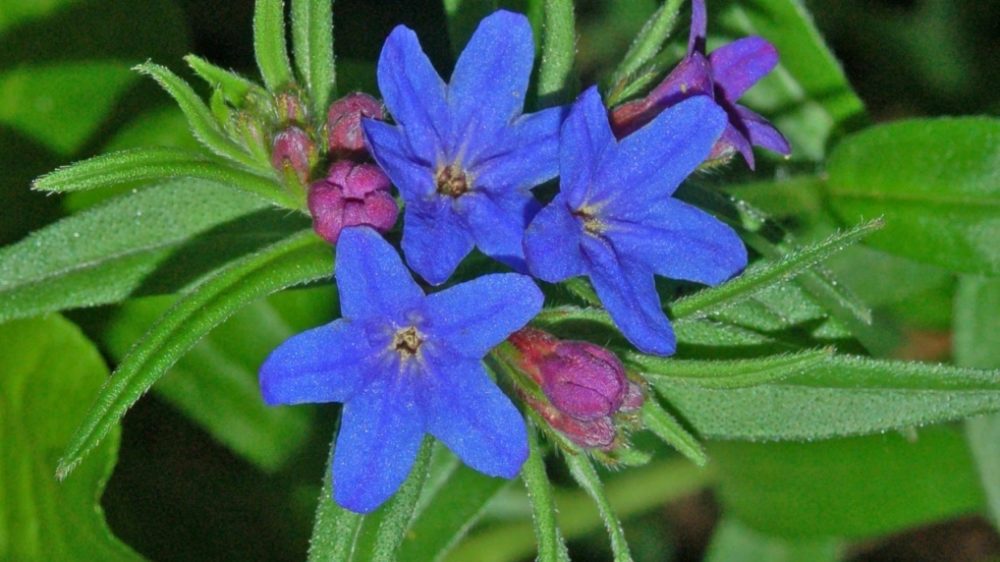 kamejky - Kamejka modronachová: Půdo - pokryvná trvalka s působivými modrými květy