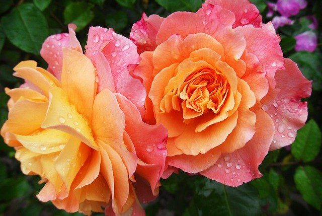 kvet ruze - Péče o růže během července: Proč je důležité poslední přihnojení