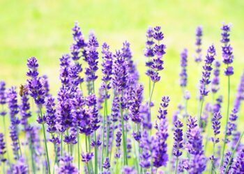 levandule kvet