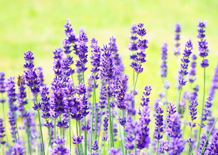 levandule kvet